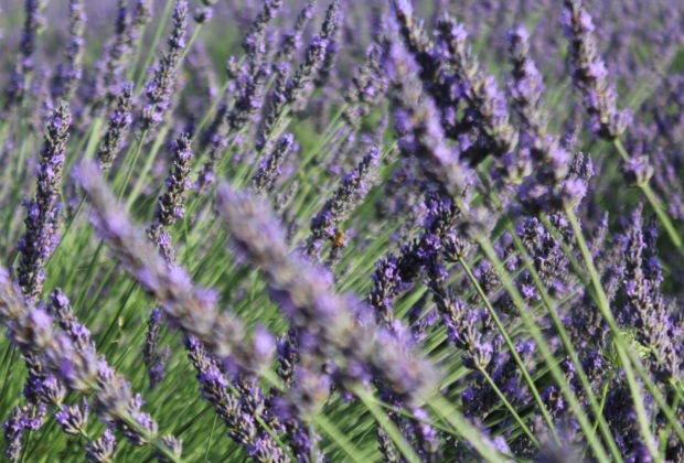 Lavanda