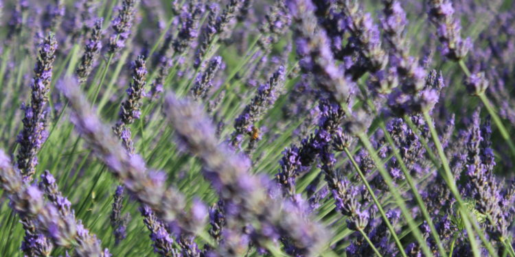 Lavanda